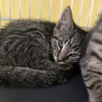 Dilly - Domestic Short Hair