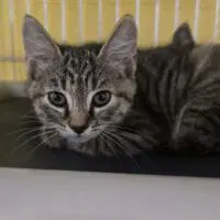 Dally - Domestic Short Hair