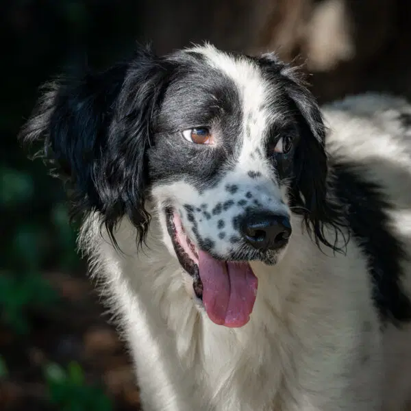 Evander - English Springer Spaniel