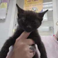 Purrcules - Domestic Short Hair