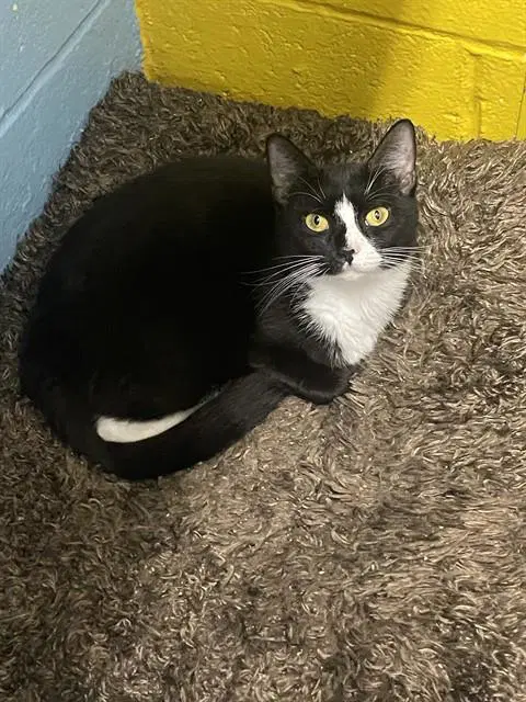 Jesse - Domestic Short Hair