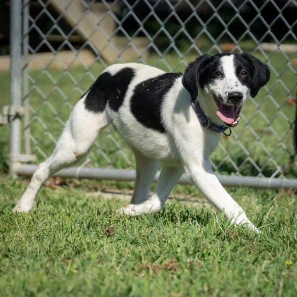 Irene - English Springer Spaniel