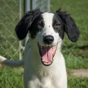 Giles - English Springer Spaniel