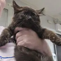 Acorn - Domestic Medium Hair