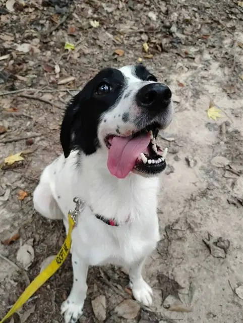 Kyra - English Springer Spaniel