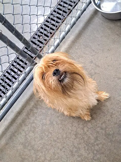 Jasper - Shih Tzu