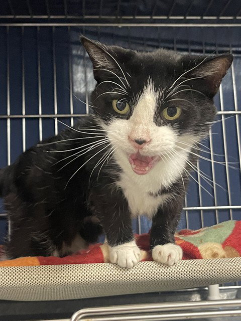 RAINBOW, a cat for adoption from Talbot Humane