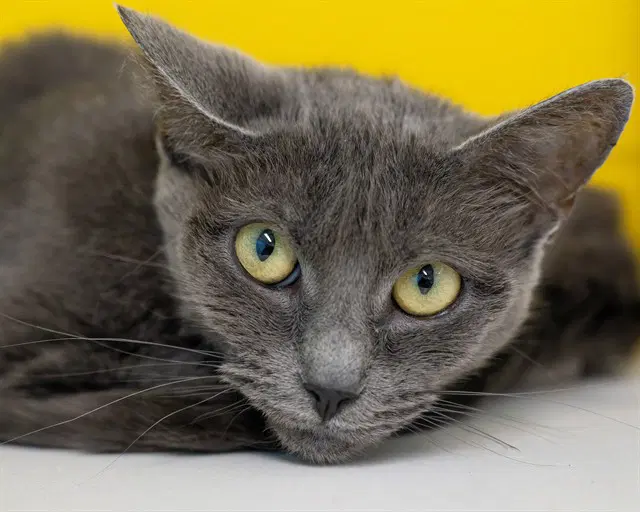 Tuna Turner - Domestic Short Hair