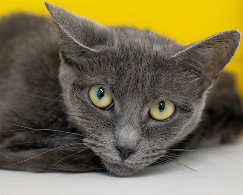 TUNA TURNER, a cat for adoption from Talbot Humane