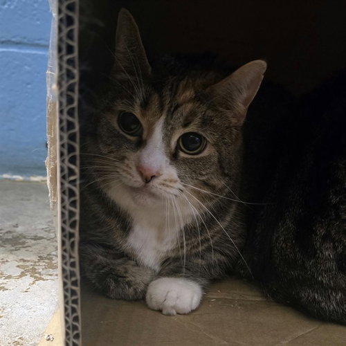 THELMA, a cat for adoption from Talbot Humane