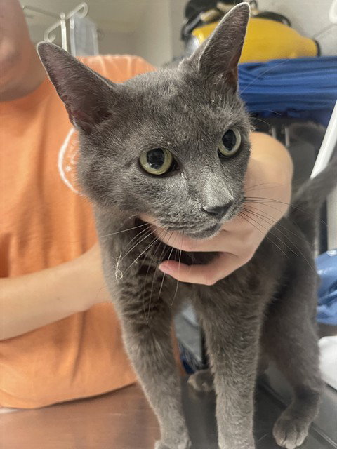 CHICKIE, a cat for adoption from Talbot Humane