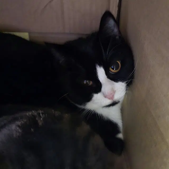 Yum Yum - Domestic Short Hair
