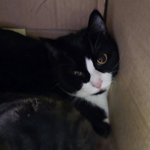 YUM YUM, a cat for adoption from Talbot Humane