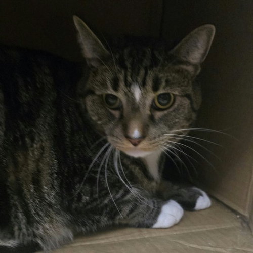 HAWKEYE, a cat for adoption from Talbot Humane