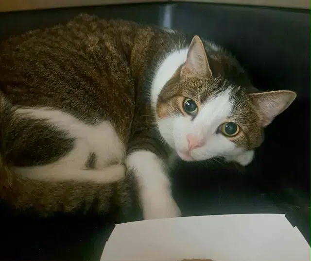 Rufus - Domestic Short Hair