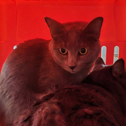 SPACE CADET, a cat for adoption from Talbot Humane