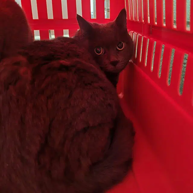 Mr Spock - Domestic Short Hair