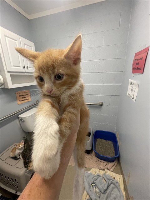 INFERNO, a cat for adoption from Talbot Humane