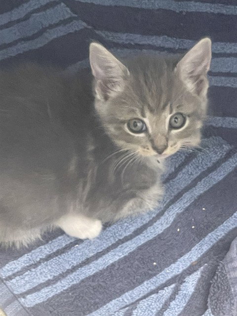 LEONIDAS, a cat for adoption from Talbot Humane