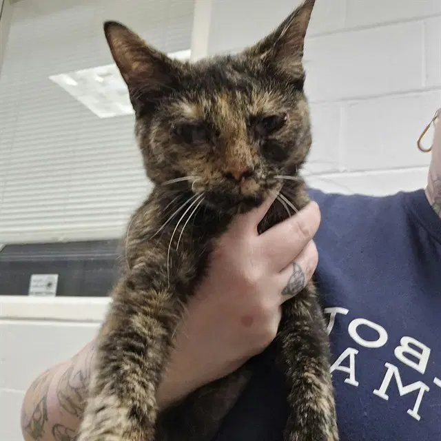 Guinness - Domestic Short Hair