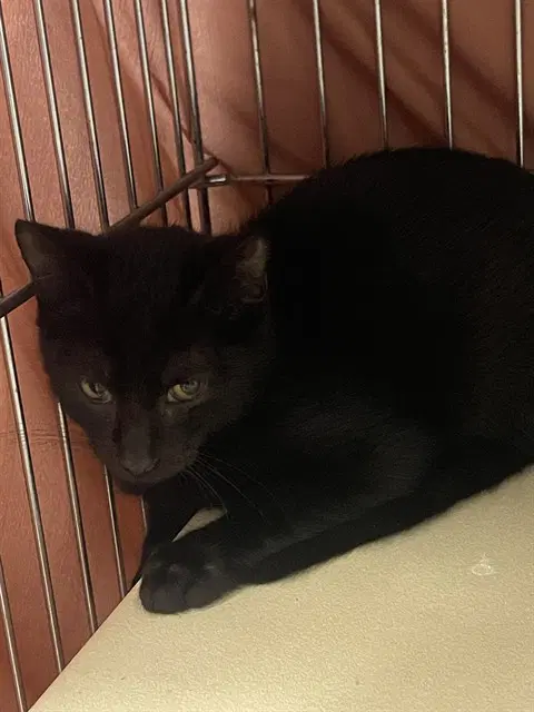 Lemur - Domestic Short Hair