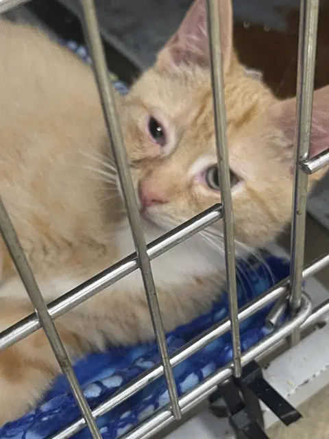Aaron Purr - Domestic Short Hair
