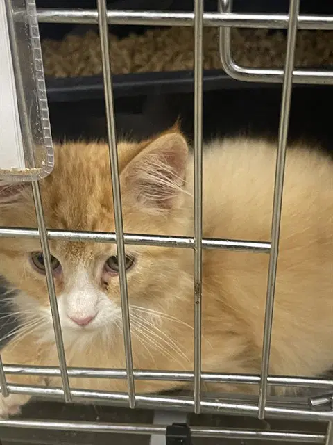 Mr Bigglesworth - Domestic Medium Hair