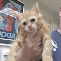 Ispinni - Domestic Short Hair