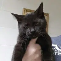 Knack - Domestic Short Hair