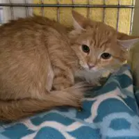 Dede - Domestic Medium Hair