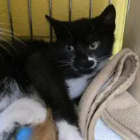 Fidough - Domestic Short Hair