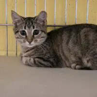Nelson - Domestic Short Hair