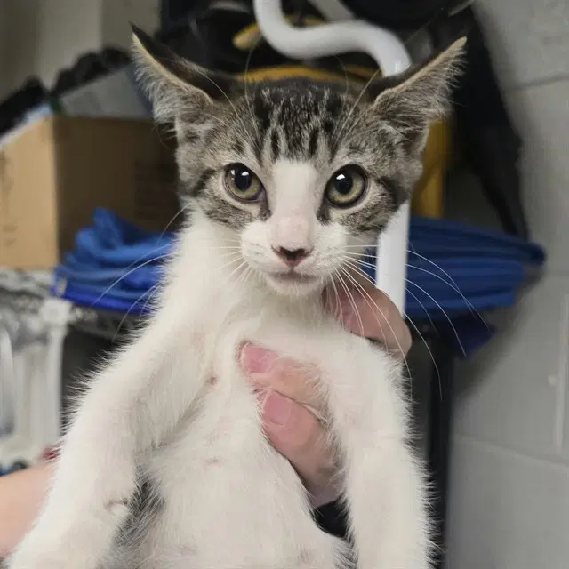 Lord - Domestic Short Hair