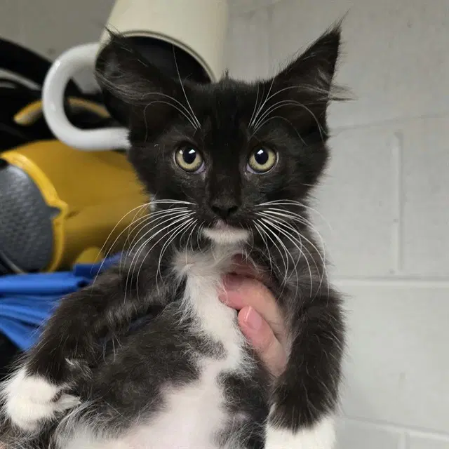 Tolkien - Domestic Medium Hair