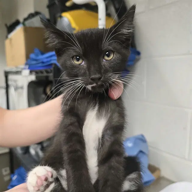 Hobbit - Domestic Short Hair