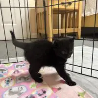 Whoa - Domestic Short Hair