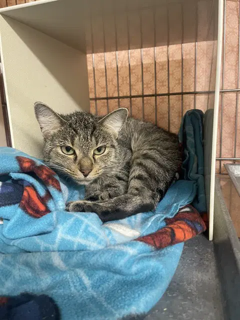 Ino - Domestic Short Hair