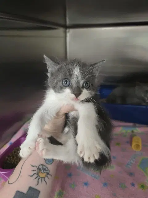 Skugga - Domestic Short Hair
