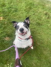 Abby - Photo 4
