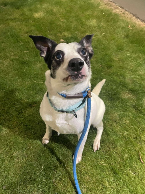 ABBY - Pit Bull Terrier / Australian Cattle Dog/Blue Heeler available for adoption