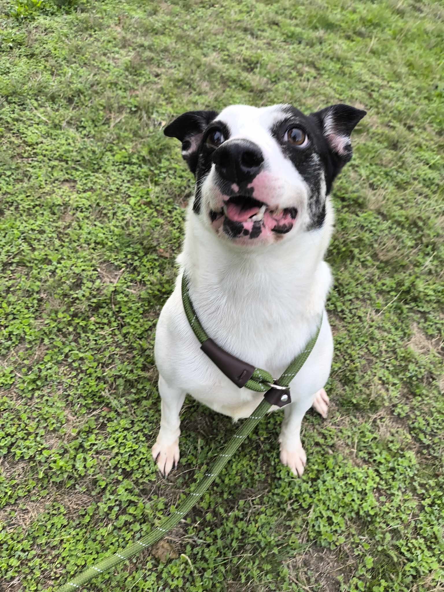 adoptable Dog in Tacoma, WA named Abby