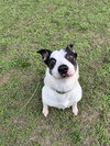 Abby - Photo 2