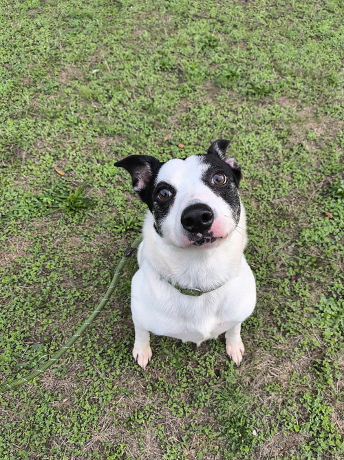 ABBY - Pit Bull Terrier / Australian Cattle Dog/Blue Heeler available for adoption