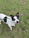 Abby - Photo 3