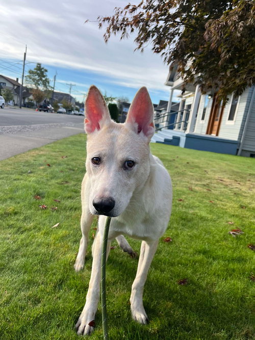 OLIVER - Australian Cattle Dog/Blue Heeler / Boxer available for adoption