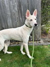 Oliver - Photo 2