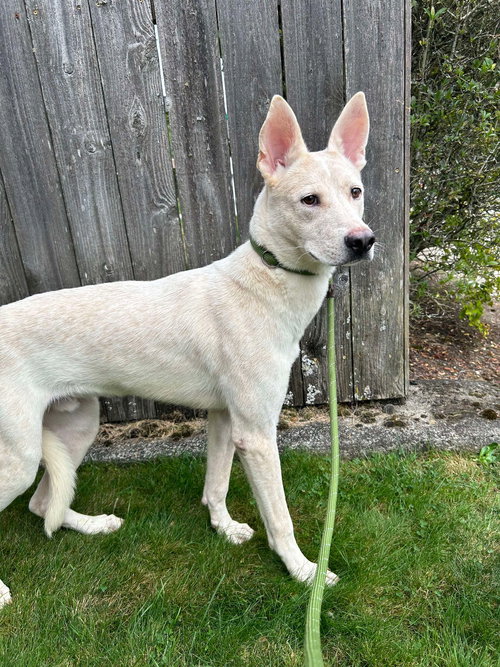 OLIVER - Australian Cattle Dog/Blue Heeler / Boxer available for adoption