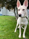 Oliver - Photo 3