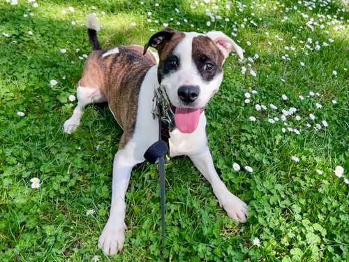 KIRI - Boxer / American Pit Bull Terrier available for adoption