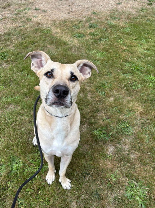 KELLEN - Black Mouth Cur / Hound available for adoption